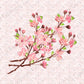 Cherry Blossoms - 1