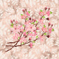 Cherry Blossoms - 1