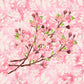 Cherry Blossoms - 1